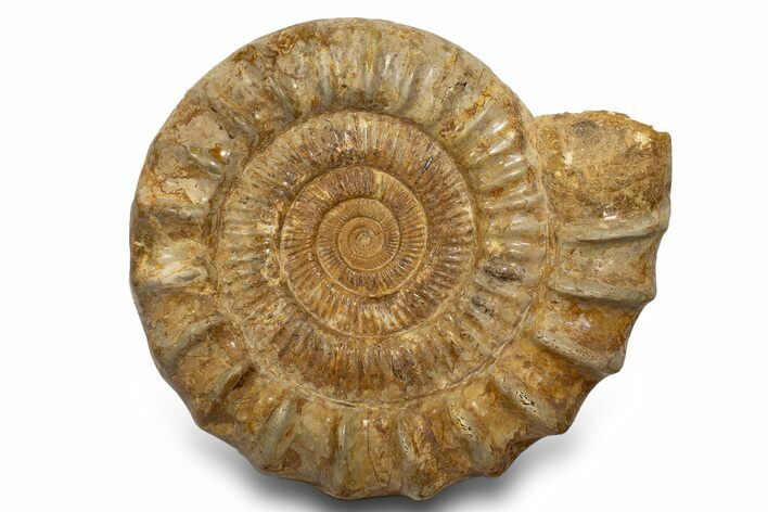 Giant, Jurassic Ammonite (Perisphinctes) Fossil - Madagascar #319484